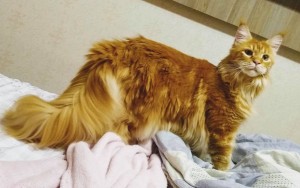 Ginger