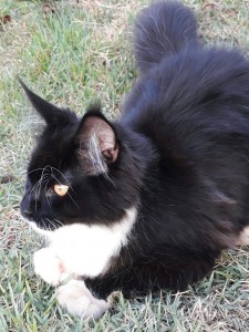 gato