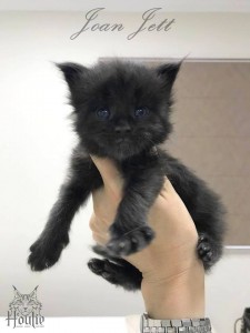 A Black