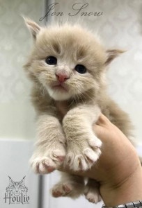 A Cream