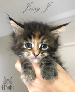 A Tortie