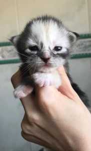 Keisha