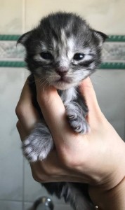 Kimmi